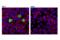 S100 Calcium Binding Protein A9 antibody, 72590S, Cell Signaling Technology, Immunocytochemistry image 