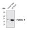 Flotillin 1 antibody, PA5-17127, Invitrogen Antibodies, Western Blot image 