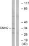 Calponin 2 antibody, abx014293, Abbexa, Western Blot image 