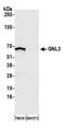 G Protein Nucleolar 3 antibody, NB100-1569, Novus Biologicals, Western Blot image 