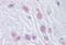 Mad3l antibody, MBS246275, MyBioSource, Immunohistochemistry paraffin image 