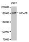 ATP Binding Cassette Subfamily A Member 6 antibody, LS-C335309, Lifespan Biosciences, Western Blot image 