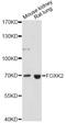 Forkhead Box K2 antibody, LS-C749251, Lifespan Biosciences, Western Blot image 