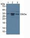 Chymase 1 antibody, LS-C298575, Lifespan Biosciences, Western Blot image 