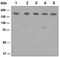 IQ Motif Containing GTPase Activating Protein 1 antibody, ab133490, Abcam, Western Blot image 