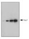 8-Oxoguanine DNA Glycosylase antibody, GTX20204, GeneTex, Western Blot image 