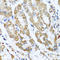 ANTXR Cell Adhesion Molecule 2 antibody, LS-C408979, Lifespan Biosciences, Immunohistochemistry frozen image 