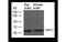 Nucleus Accumbens Associated 1 antibody, MBS835206, MyBioSource, Western Blot image 