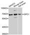Glypican 1 antibody, LS-C748080, Lifespan Biosciences, Western Blot image 
