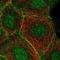 Chromosome 11 Open Reading Frame 52 antibody, NBP2-38409, Novus Biologicals, Immunofluorescence image 