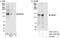 RNA Binding Motif Protein 27 antibody, A301-234A, Bethyl Labs, Western Blot image 