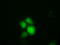 Tetratricopeptide Repeat Domain 32 antibody, TA501340, Origene, Immunofluorescence image 