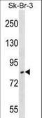 Ubiquitin Specific Peptidase 10 antibody, LS-C157333, Lifespan Biosciences, Western Blot image 