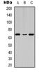 Inosine triphosphate pyrophosphatase antibody, orb78090, Biorbyt, Western Blot image 