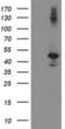 Eukaryotic Translation Initiation Factor 2B Subunit Gamma antibody, NBP2-01370, Novus Biologicals, Western Blot image 