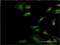 Eukaryotic Translation Initiation Factor 3 Subunit I antibody, H00008668-M01, Novus Biologicals, Immunofluorescence image 