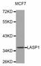 LIM And SH3 Protein 1 antibody, orb373177, Biorbyt, Western Blot image 