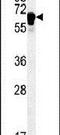 Tetratricopeptide Repeat Domain 26 antibody, PA5-25245, Invitrogen Antibodies, Western Blot image 