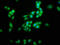 Potassium Voltage-Gated Channel Subfamily C Member 3 antibody, LS-C671378, Lifespan Biosciences, Immunofluorescence image 