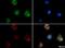 S100 Calcium Binding Protein A9 antibody, NB110-89726, Novus Biologicals, Immunofluorescence image 