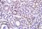 EH Domain Containing 2 antibody, NBP2-33283, Novus Biologicals, Immunohistochemistry frozen image 