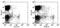 CD11C antibody, 14-0114-85, Invitrogen Antibodies, Flow Cytometry image 