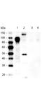 His tag antibody, NBP1-42783, Novus Biologicals, Western Blot image 
