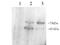 Proprotein Convertase Subtilisin/Kexin Type 9 antibody, LS-C55246, Lifespan Biosciences, Western Blot image 