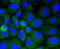 LDL Receptor Related Protein 1 antibody, 13-871, ProSci, Immunofluorescence image 