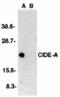 Cell Death Inducing DFFA Like Effector A antibody, MBS151277, MyBioSource, Western Blot image 