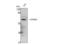 Signal Transducing Adaptor Molecule 2 antibody, STJ95800, St John