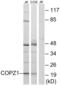 Coatomer Protein Complex Subunit Zeta 1 antibody, abx014377, Abbexa, Western Blot image 