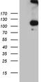 Interleukin 20 Receptor Subunit Alpha antibody, LS-C796033, Lifespan Biosciences, Western Blot image 