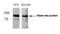 Niban Apoptosis Regulator 2 antibody, PA5-49675, Invitrogen Antibodies, Western Blot image 