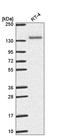 Collagen Type II Alpha 1 Chain antibody, HPA055753, Atlas Antibodies, Western Blot image 