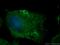 Signal-Induced Proliferation-Associated 1 antibody, 26793-1-AP, Proteintech Group, Immunofluorescence image 