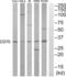 CD70 Molecule antibody, abx015078, Abbexa, Western Blot image 