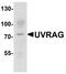 UV Radiation Resistance Associated antibody, A02385, Boster Biological Technology, Western Blot image 