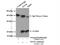 Glyoxalase I antibody, 15140-1-AP, Proteintech Group, Immunoprecipitation image 