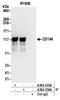 MCAM antibody, A304-335A, Bethyl Labs, Immunoprecipitation image 