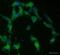 Complement C1q A Chain antibody, NB200-539, Novus Biologicals, Immunocytochemistry image 
