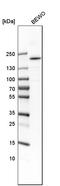 Colony Stimulating Factor 1 Receptor antibody, HPA012323, Atlas Antibodies, Western Blot image 