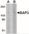 BAI1 Associated Protein 3 antibody, NBP2-41080, Novus Biologicals, Western Blot image 