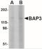 BAI1-associated protein 3 antibody, NBP2-41080, Novus Biologicals, Western Blot image 