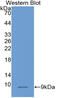 Placenta Associated 9 antibody, MBS2025721, MyBioSource, Western Blot image 