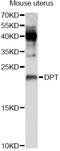 Dermatopontin antibody, STJ111360, St John
