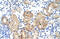 SRY-Box 15 antibody, 28-963, ProSci, Immunohistochemistry frozen image 