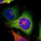 Tryptophanyl-TRNA Synthetase antibody, HPA005573, Atlas Antibodies, Immunofluorescence image 