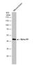 Chromosome 17 Open Reading Frame 75 antibody, NBP1-33006, Novus Biologicals, Western Blot image 