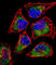 SIX Homeobox 5 antibody, abx026987, Abbexa, Western Blot image 